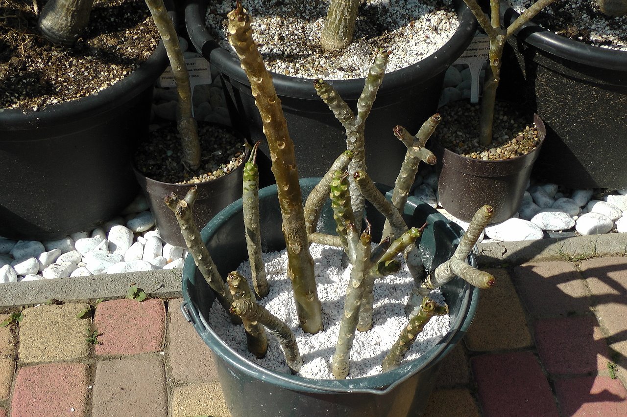 Plumeria rooting in perlite