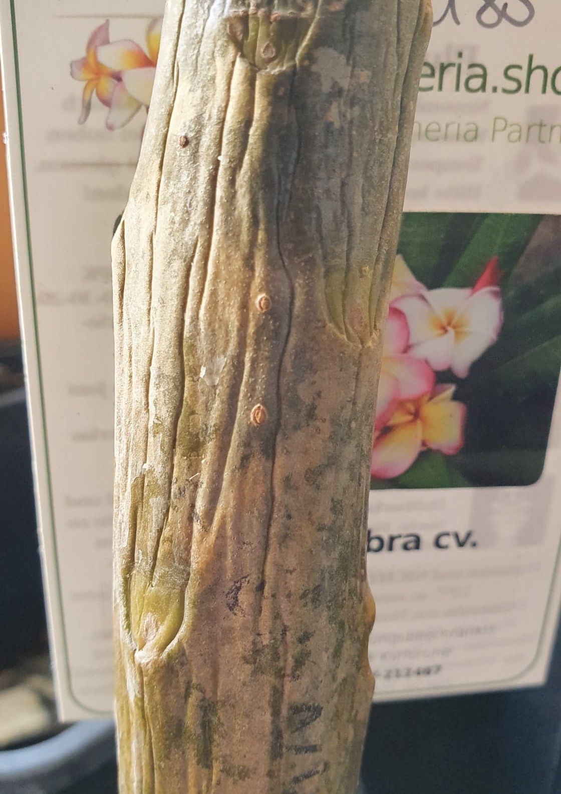 schrumplige Plumeria nach der Winterpause