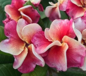 Plumeria rubra "Lamina Dragon"