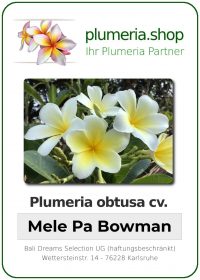 Plumeria obtusa "Mele Pa Bowman"
