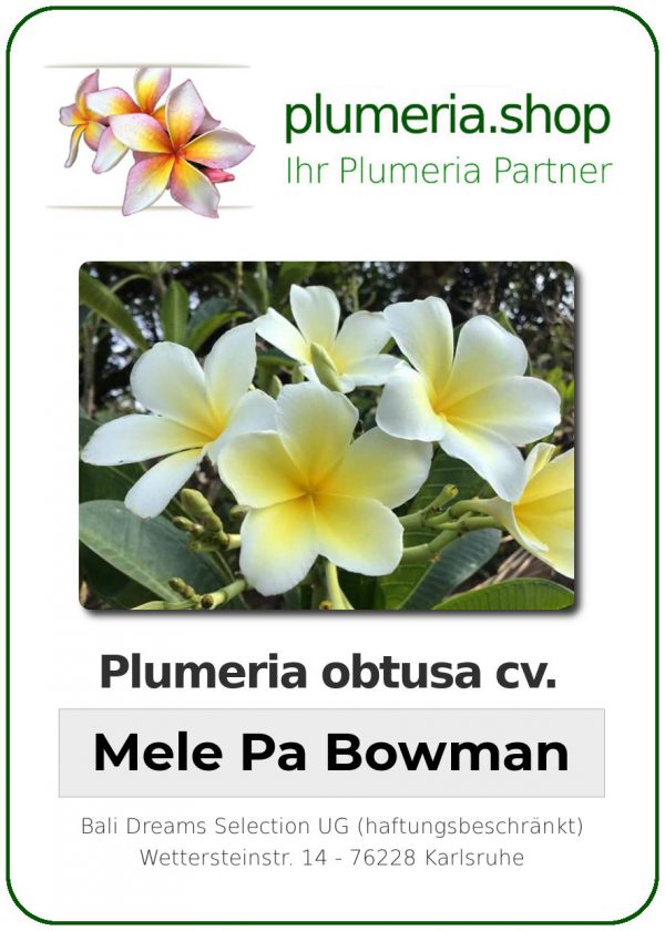 Plumeria obtusa &quot;Mele Pa Bowman&quot;