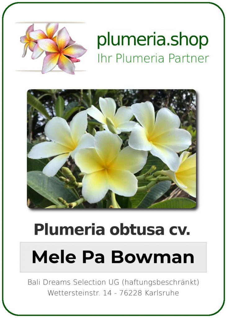 Plumeria obtusa "Mele Pa Bowman" aka "Singapore Yellow"