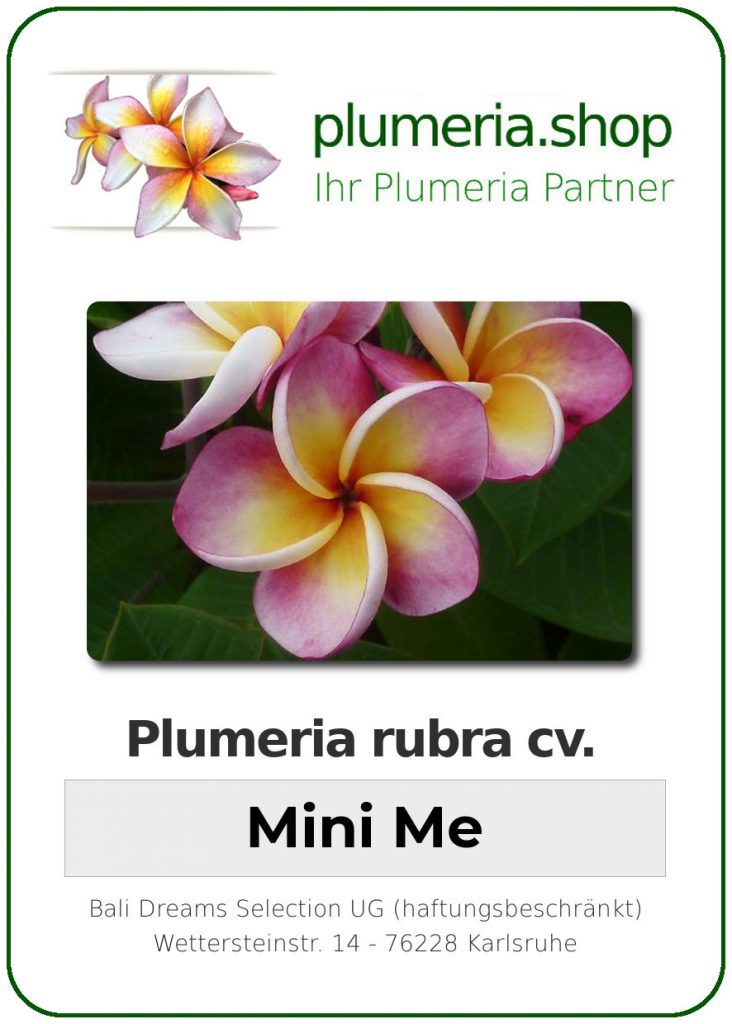 Plumeria rubra "Mini Me" - 26cm Topf