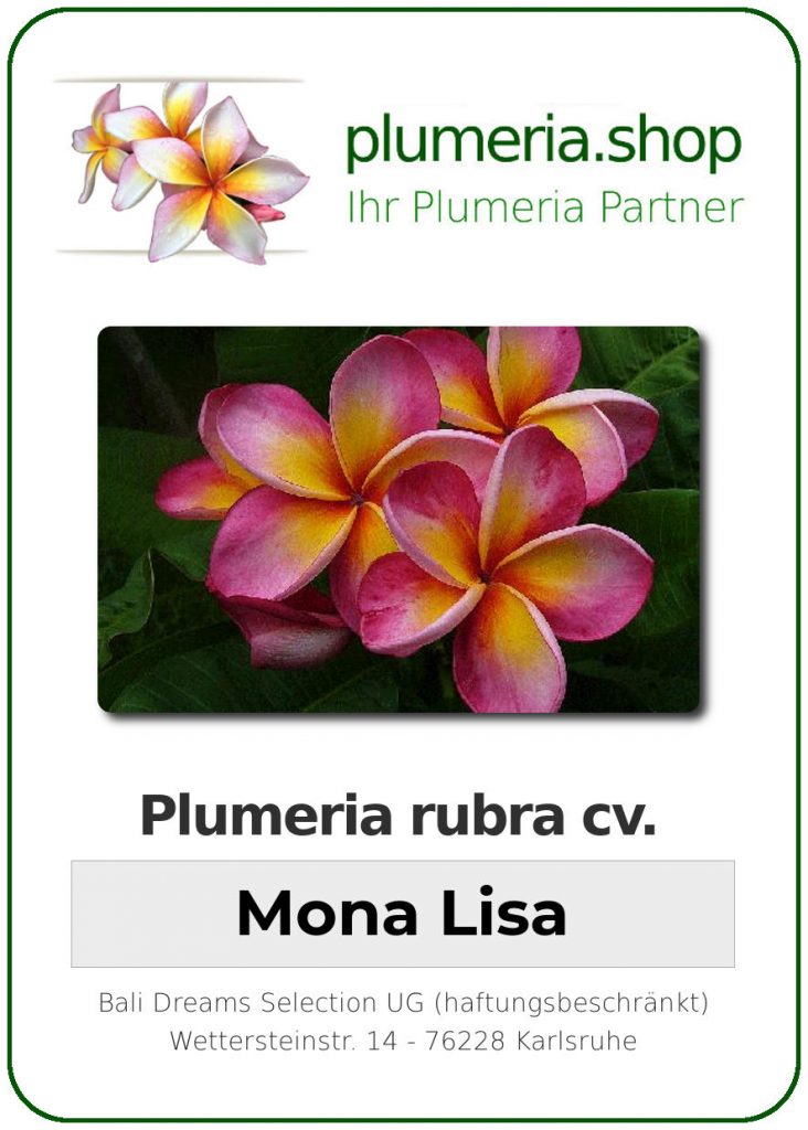Plumeria rubra "Mona Lisa"