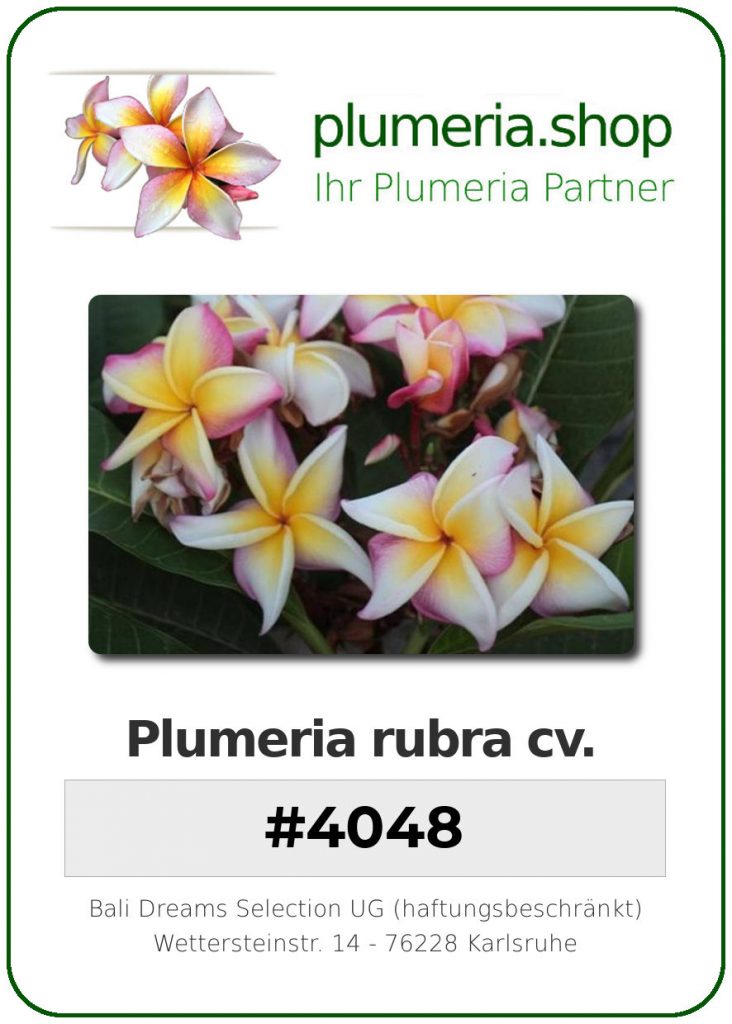 Plumeria rubra "#4048"