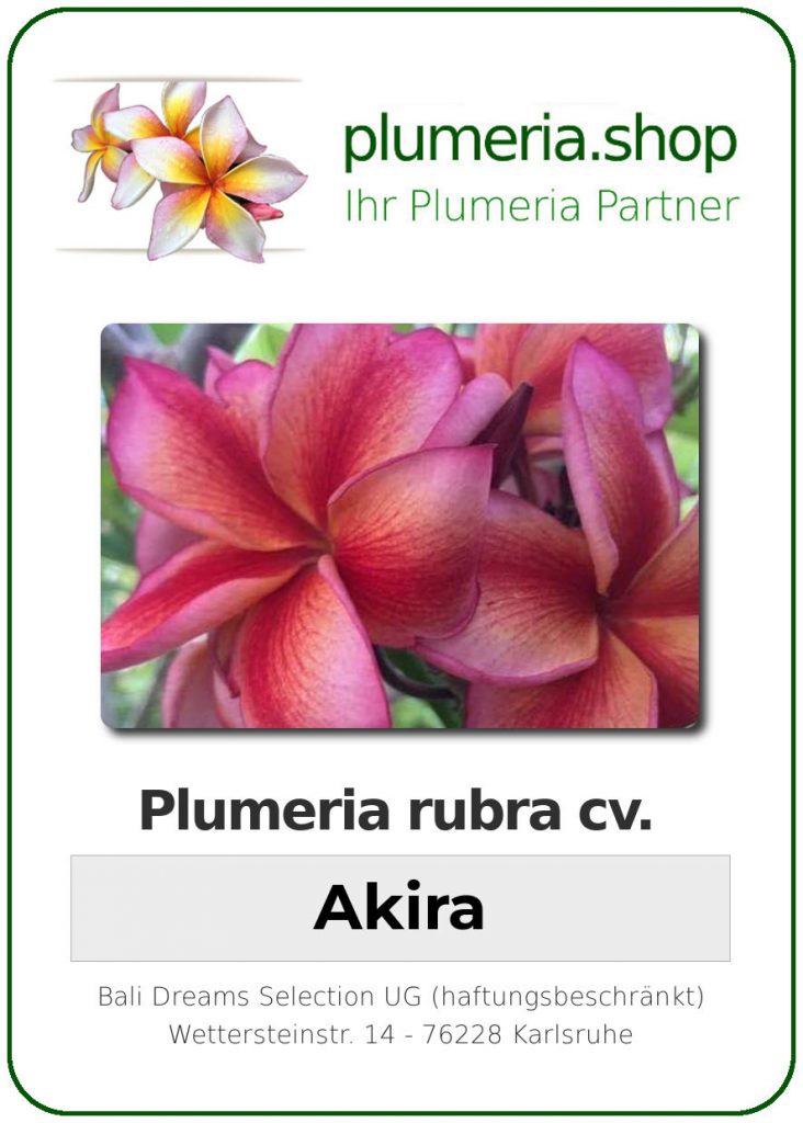 Plumeria rubra "Akira"