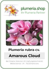 Plumeria rubra "Amarous Cloud"