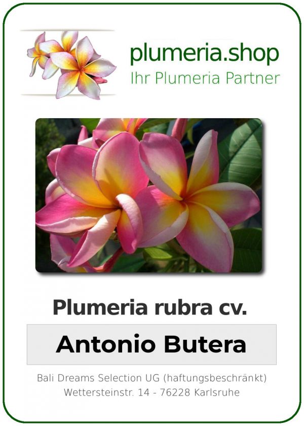 Plumeria rubra "Antonio Butera"