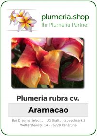 Plumeria rubra "Aramacao"