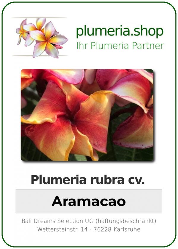 Plumeria rubra "Aramacao"