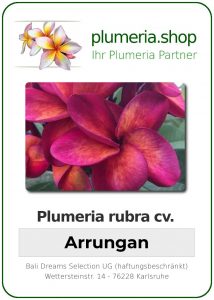 Plumeria rubra "Arrungan"