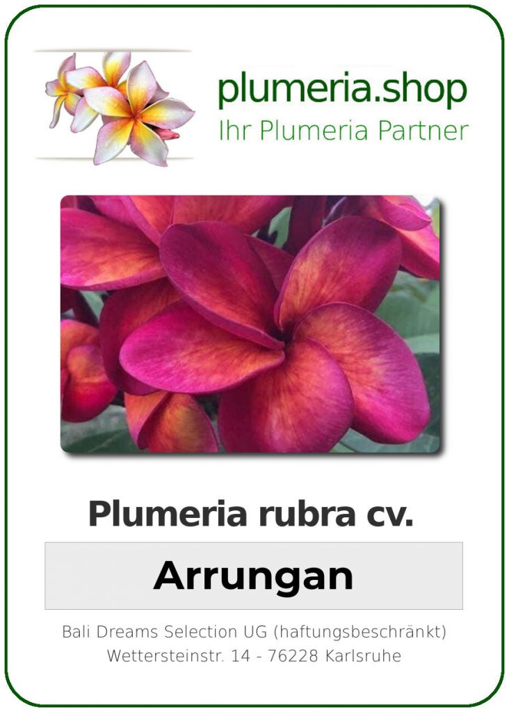 Plumeria rubra "Arrungan" - wurzelnackt
