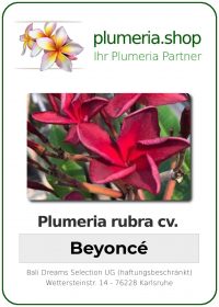 Plumeria rubra &quot;Beyoncé