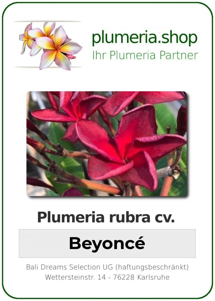 Plumeria rubra "Beyoncé"