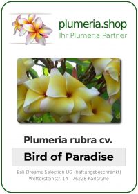 Plumeria rubra "Bird of Paradise"