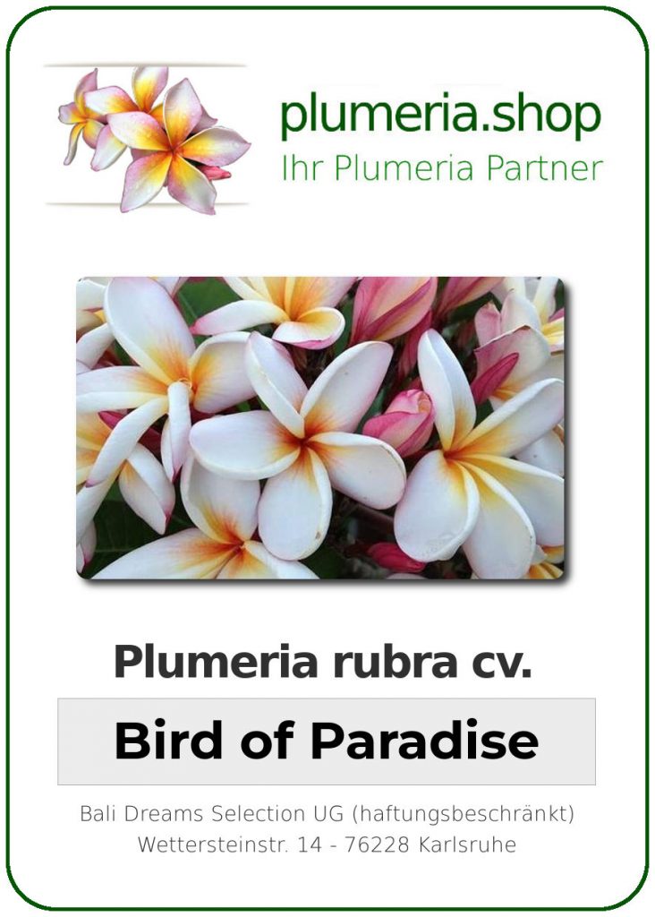 Plumeria rubra "Bird of Paradise"