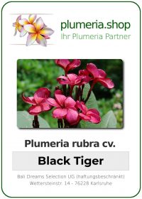 Plumeria rubra &quot;Black Tiger