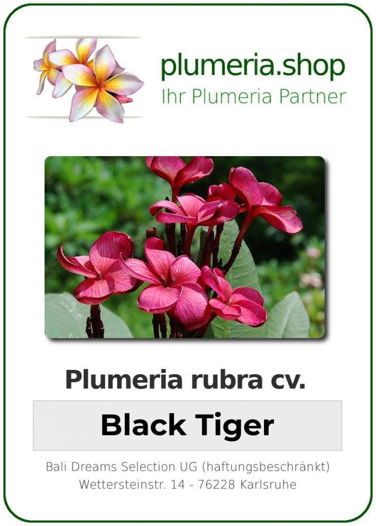 Plumeria rubra "Black Tiger", wurzelnackt