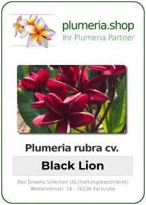 Plumeria rubra "Black Lion"