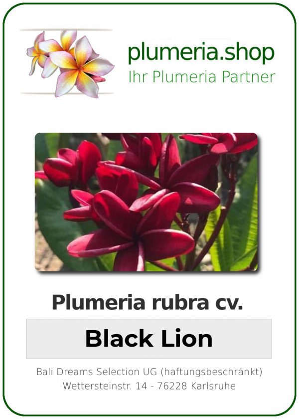 Plumeria rubra "Black Lion"