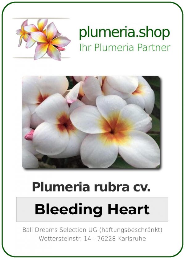 Plumeria rubra "Bleeding Heart"