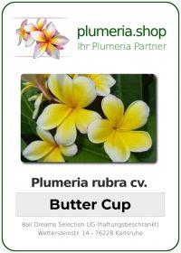 Plumeria rubra "Butter Cup"