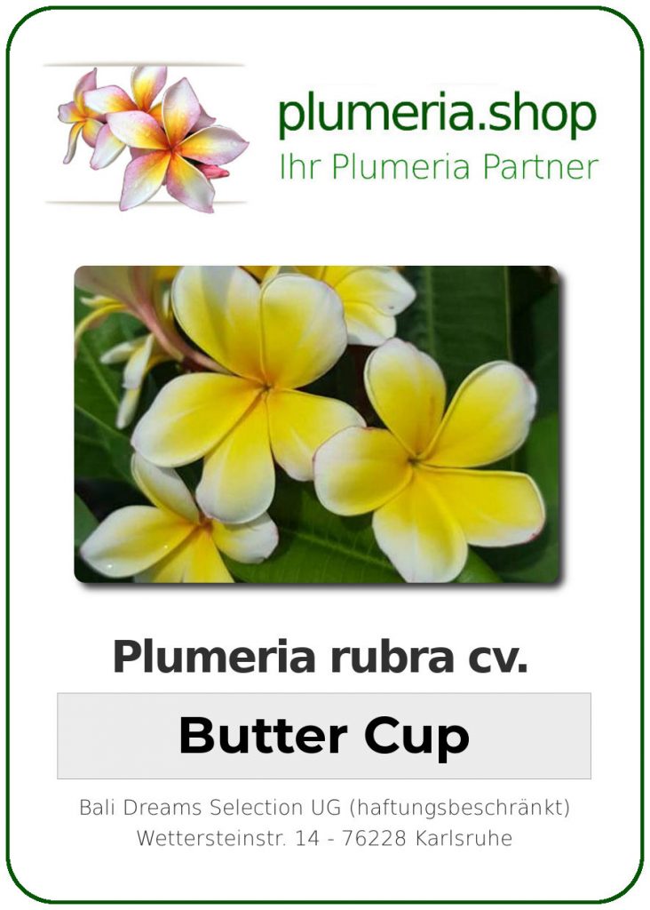 Plumeria rubra "Buttercup"