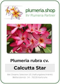 Plumeria rubra "Calcutta Star"