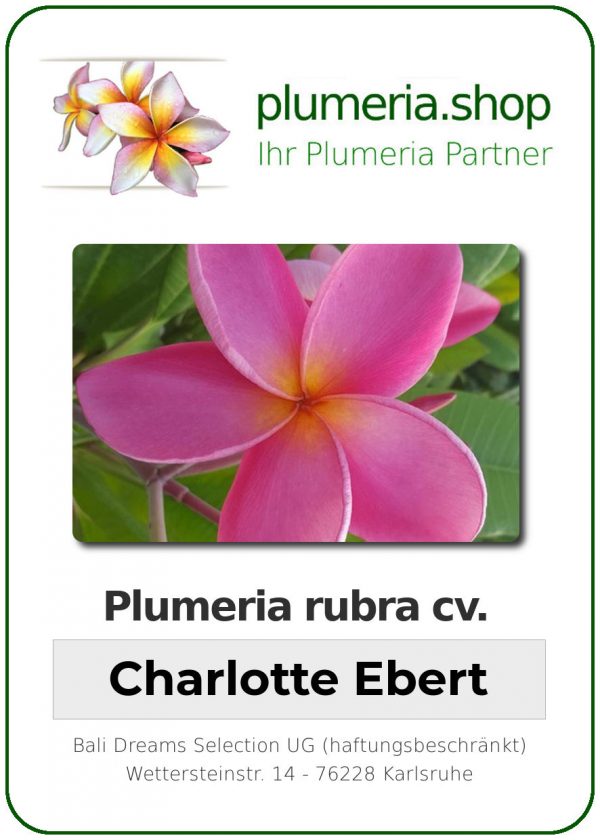 Plumeria rubra "Charlotte Ebert"