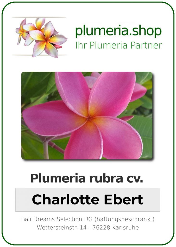 Plumeria rubra cv. "Charlotte Ebert" - unbewurzelter Steckling