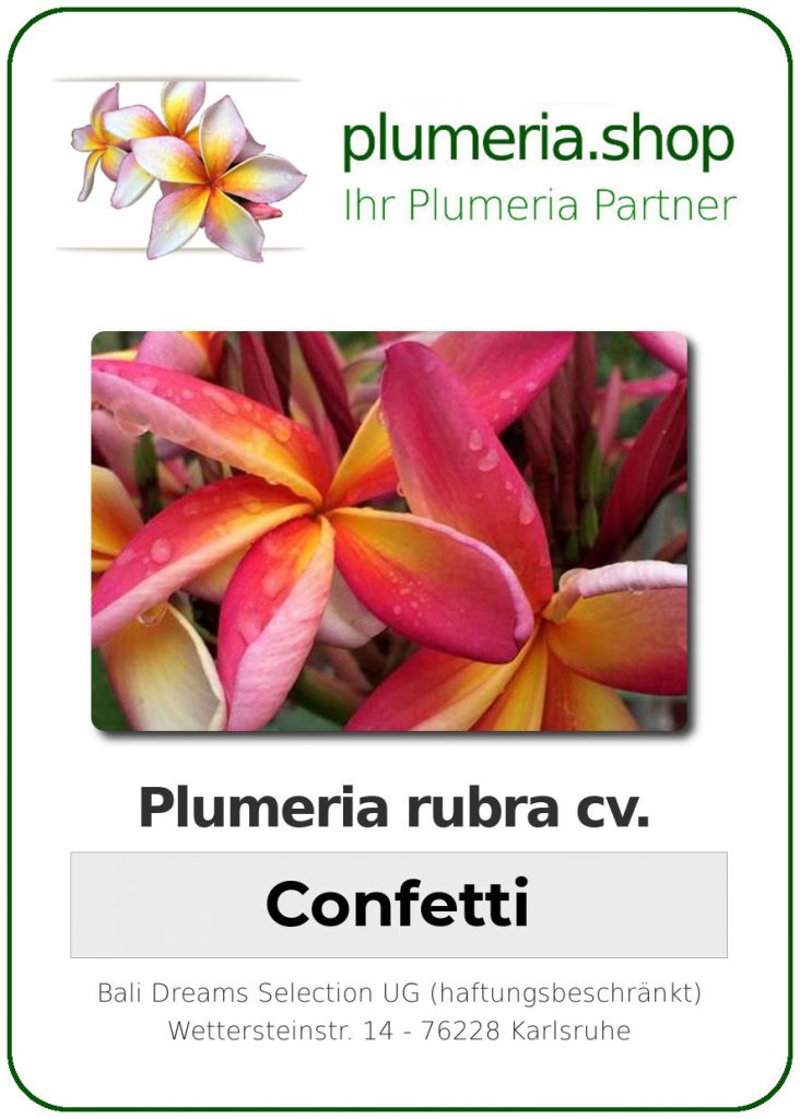 Plumeria rubra cv. "Confetti" - unbewurzelter Steckling