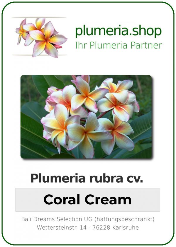 Plumeria rubra &quot;Coral Cream&quot; (crème corail)