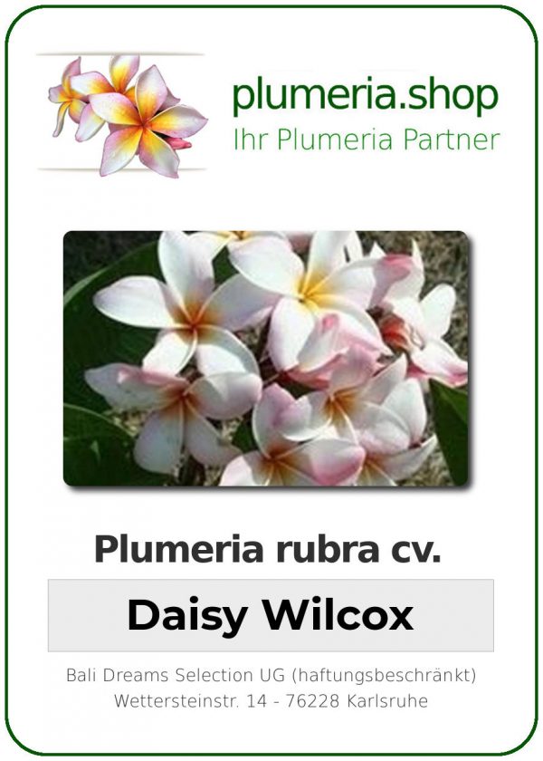 Plumeria rubra "Daisy Wilcox"