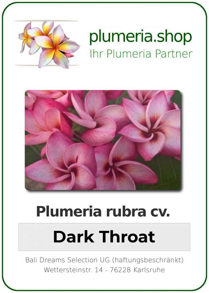 Plumeria rubra "Dark Throat" - Jungpflanze