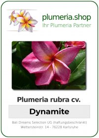 Plumeria rubra "Dynamite"