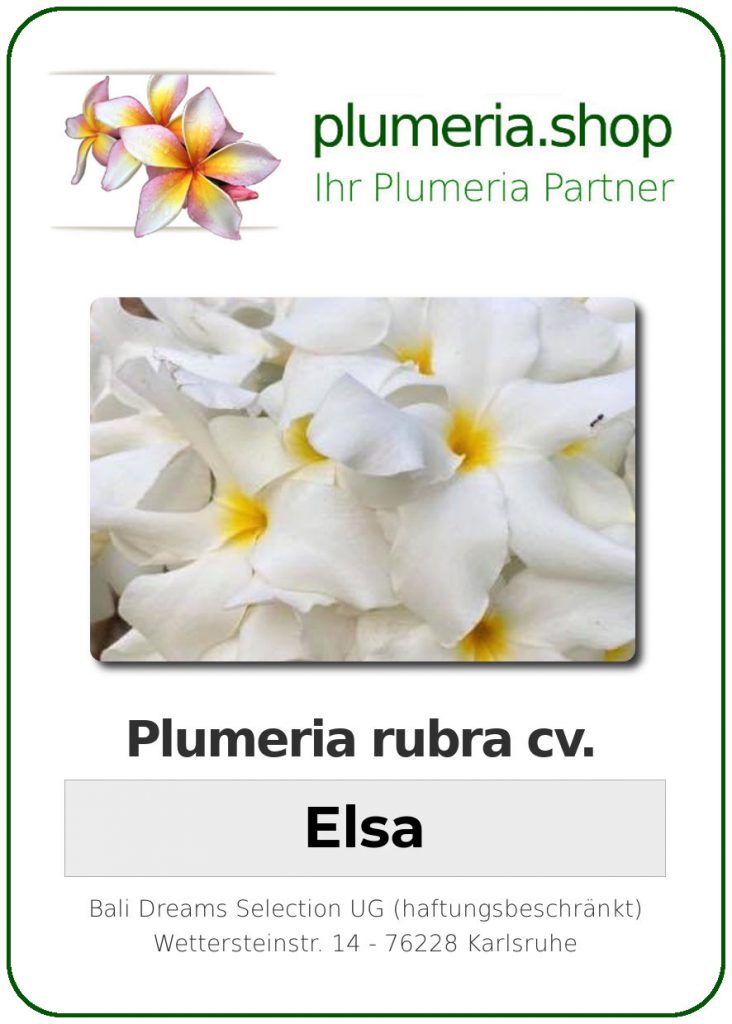 Plumeria rubra "Elsa" - wurzelnackt