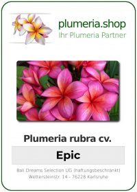 Plumeria rubra "Epic"