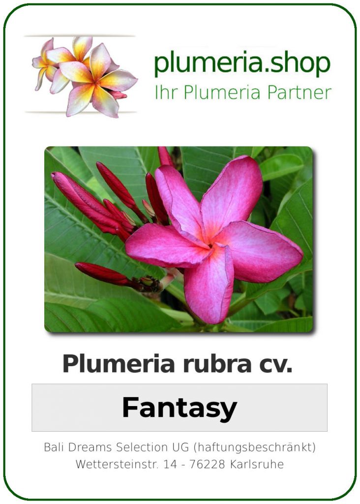 Plumeria rubra cv. "Fantasy" - unbewurzelter Steckling