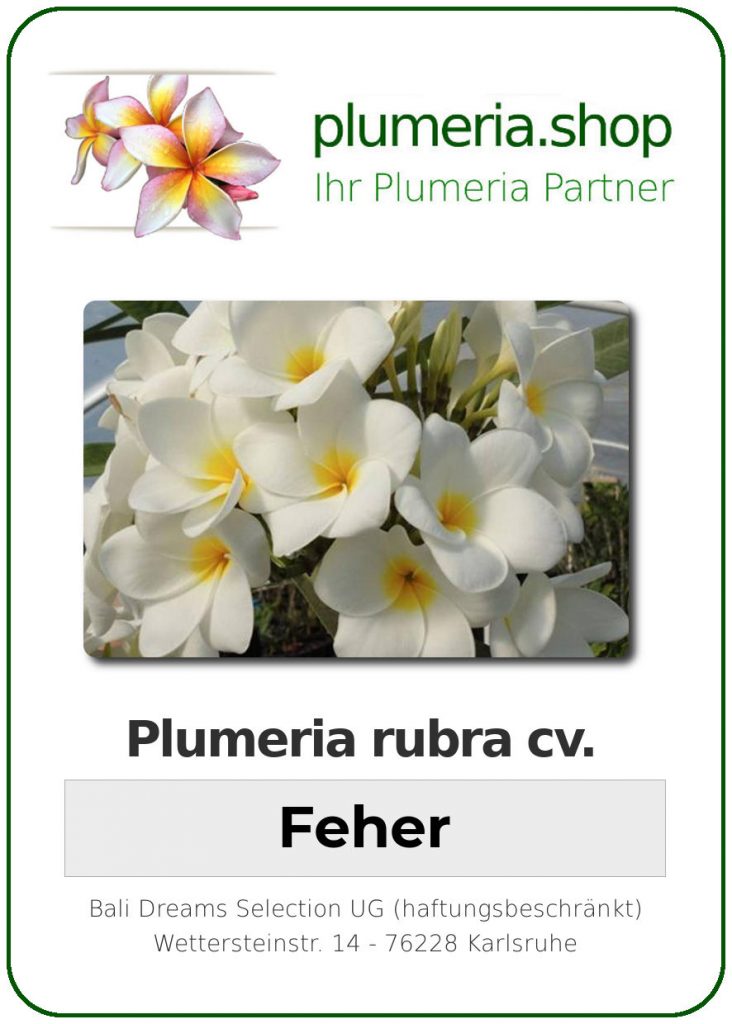 Plumeria rubra "Feher"