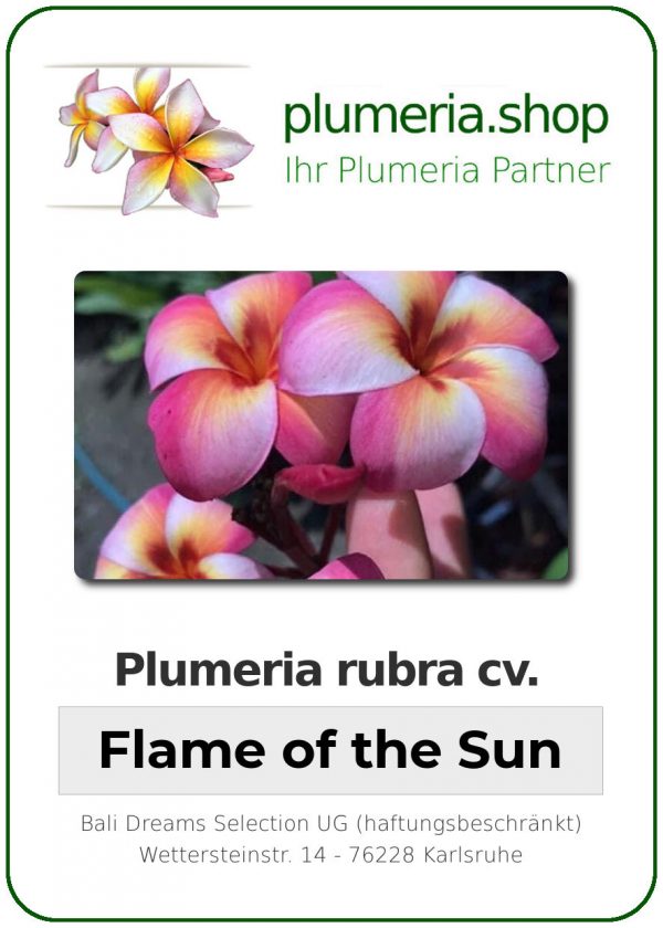 Plumeria rubra "Flame of the Sun"