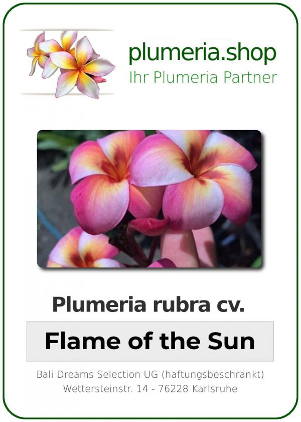 Plumeria rubra "Flame of the Sun"