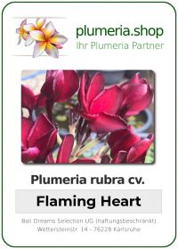 Plumeria rubra "Flaming Heart"