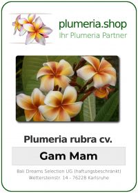 Plumeria rubra &quot;Gam Mam