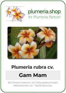 Plumeria rubra "Gam Mam"