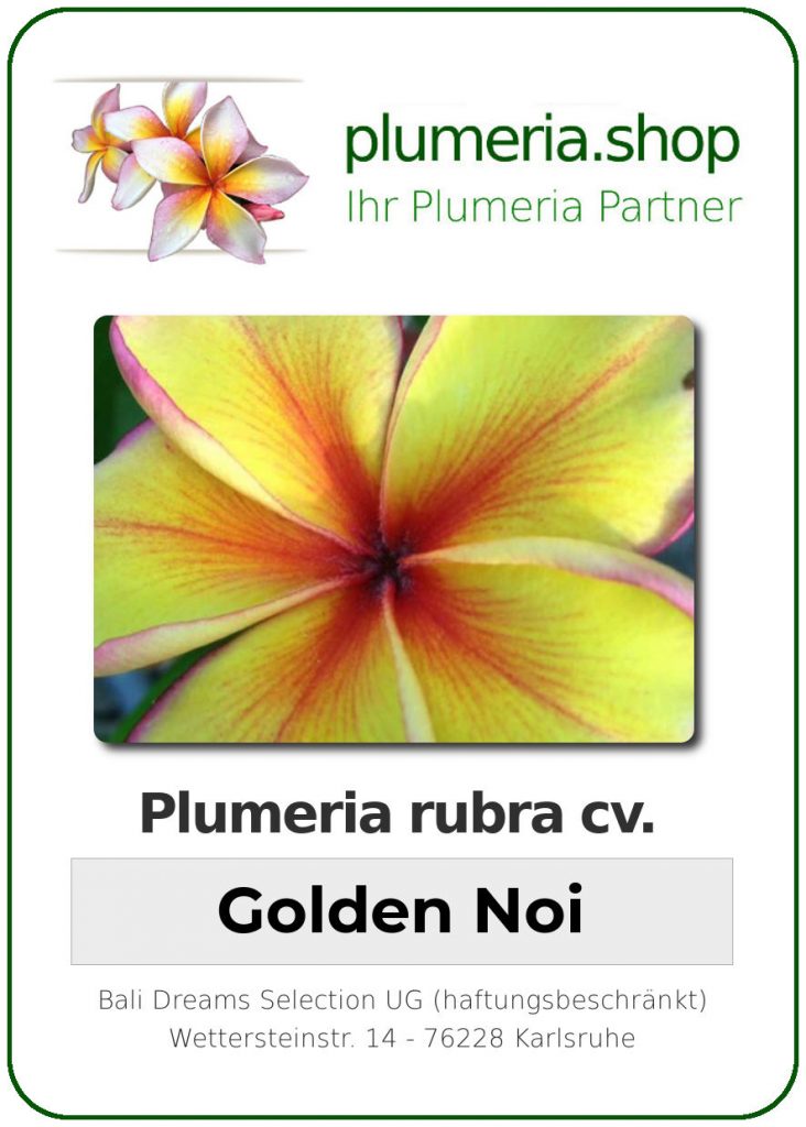 Plumeria rubra cv. "Golden Noi" - unbewurzelter Steckling