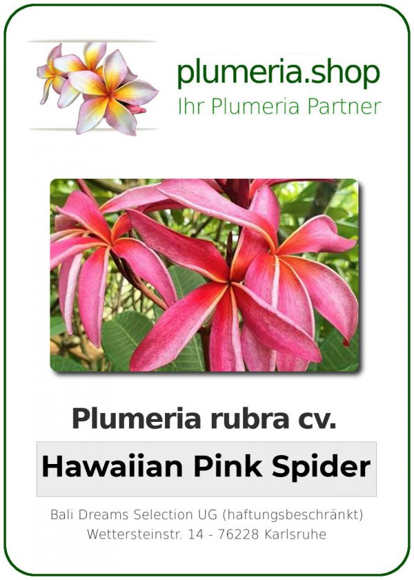 Plumeria rubra "Hawaiian Pink Spider"
