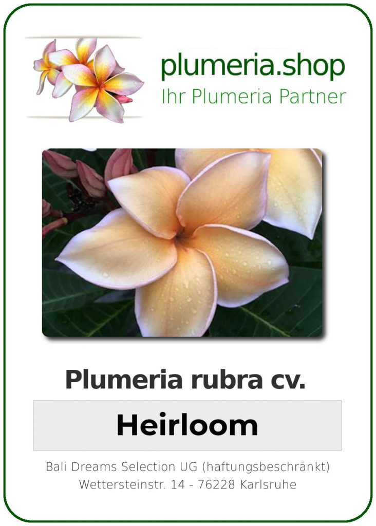 Plumeria rubra "Heirloom", wurzelnackt