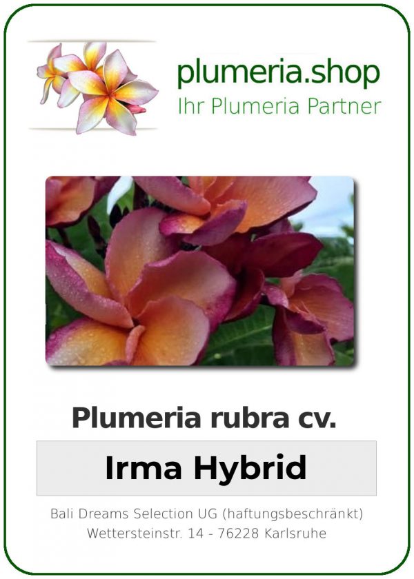 Plumeria rubra &quot;Irma Hybrid&quot;