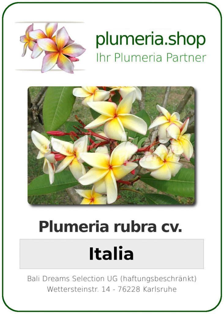 Plumeria rubra "Italia"