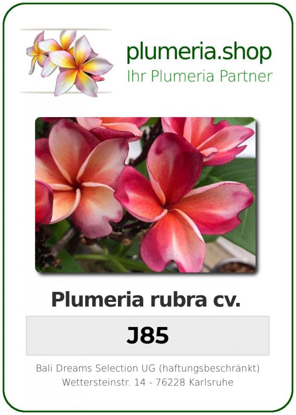 Plumeria rubra "J85"